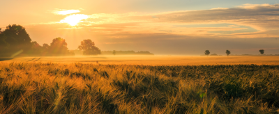 Sunrise over a misty field with golden wheat and scattered trees, under a partly cloudy sky.