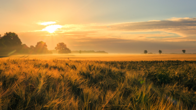 Sunrise over a misty field with golden wheat and scattered trees, under a partly cloudy sky.