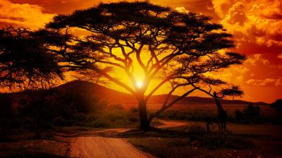 A large acacia tree stands in the savannah at sunset, with the sun shining through its branches and an orange sky overhead.